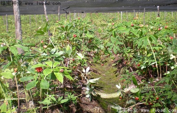 <a href='http://www.fscangbo.com/yaocaizhongzi/2373.html' target='_blank'>重樓</a><a href='http://www.fscangbo.com/' target='_blank'>種子</a>