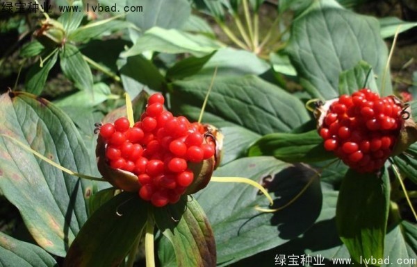 <a href='http://www.fscangbo.com/yaocaizhongzi/2373.html' target='_blank'>重樓種子</a>