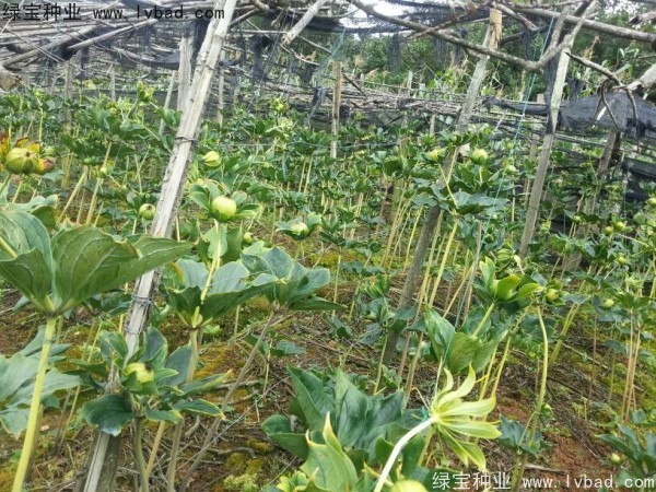 重樓<a href='http://www.fscangbo.com/' target='_blank'>種子</a>