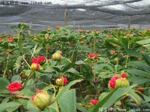 <a href='http://www.fscangbo.com/yaocaizhongzi/2373.html' target='_blank'>重樓種子</a>