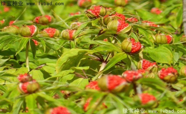 重樓<a href='http://www.fscangbo.com/' target='_blank'>種子</a>