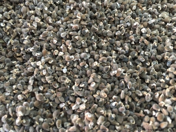 遠志<a href='http://www.fscangbo.com/' target='_blank'>種子</a>圖片