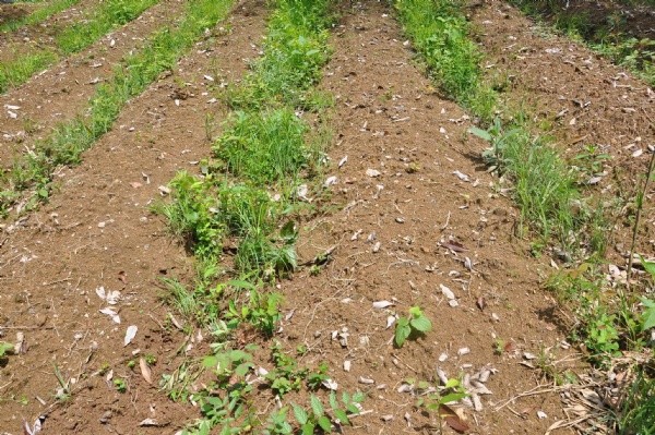 <a href='http://www.fscangbo.com/yaocaizhongzi/2368.html' target='_blank'>天麻</a><a href='http://www.fscangbo.com/' target='_blank'>種子</a>發(fā)芽出苗圖片