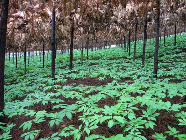 <a href='http://www.fscangbo.com/yaocaizhongzi/2365.html' target='_blank'>三七</a><a href='http://www.fscangbo.com/' target='_blank'>種子</a>發(fā)芽出苗圖片