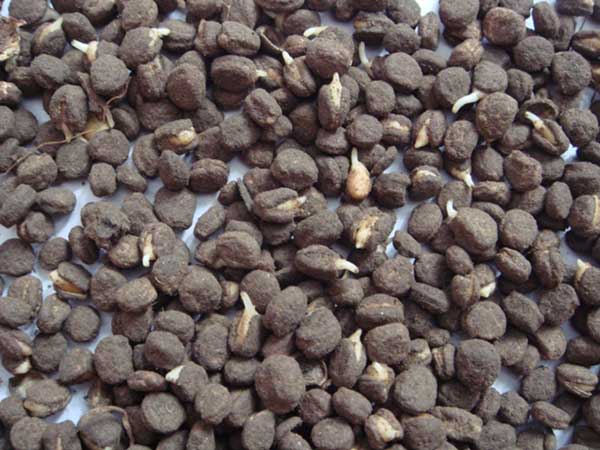 <a href='http://www.fscangbo.com/yaocaizhongzi/2364.html' target='_blank'>人參種子</a>發(fā)芽出苗圖片