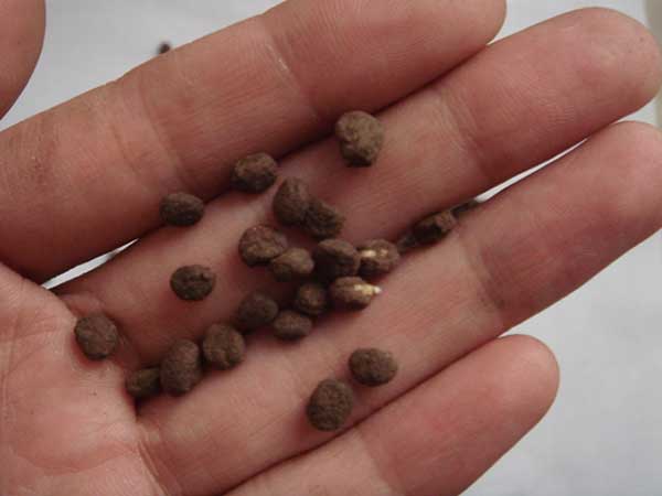 <a href='http://www.fscangbo.com/yaocaizhongzi/2364.html' target='_blank'>人參</a><a href='http://www.fscangbo.com/' target='_blank'>種子</a>發(fā)芽出苗圖片