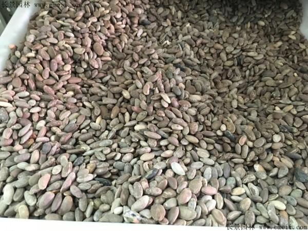 <a href='http://www.fscangbo.com/yaocaizhongzi/2352.html' target='_blank'>瓜蔞種子</a>圖片