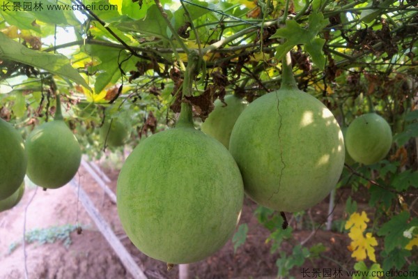 <a href='http://www.fscangbo.com/yaocaizhongzi/2352.html' target='_blank'>瓜蔞</a><a href='http://www.fscangbo.com/' target='_blank'>種子</a>發(fā)芽出苗基地圖片