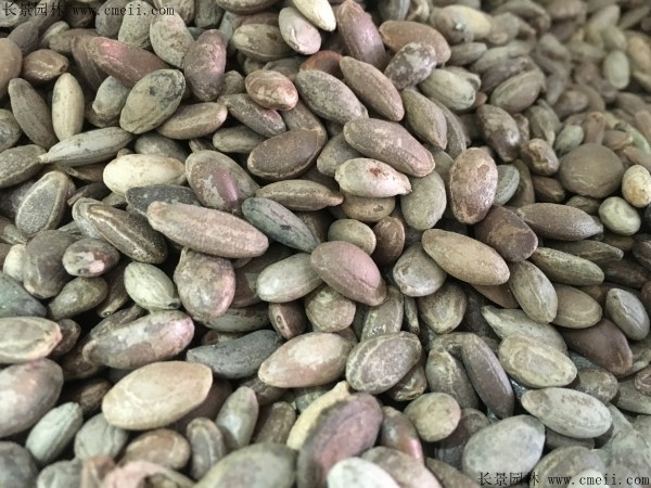 <a href='http://www.fscangbo.com/yaocaizhongzi/2352.html' target='_blank'>瓜蔞</a><a href='http://www.fscangbo.com/' target='_blank'>種子</a>圖片