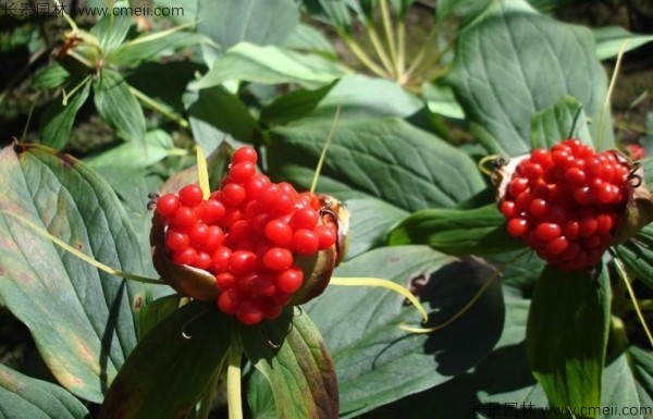 <a href='http://www.fscangbo.com/yaocaizhongzi/2348.html' target='_blank'>獨角蓮種子</a>發(fā)芽出苗圖片