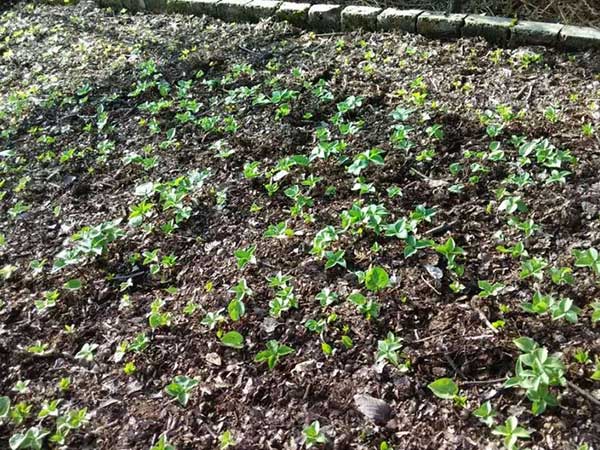 <a href='http://www.fscangbo.com/yaocaizhongzi/2348.html' target='_blank'>獨角蓮種子</a>發(fā)芽出苗圖片