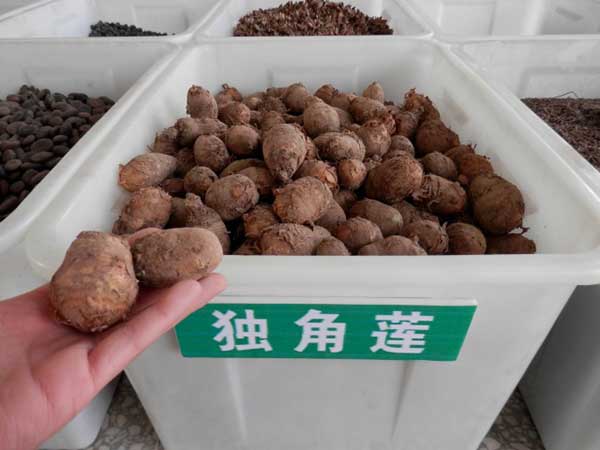 <a href='http://www.fscangbo.com/yaocaizhongzi/2348.html' target='_blank'>獨角蓮</a>種球種根圖片