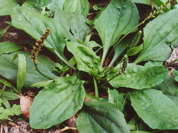 <a href='http://www.fscangbo.com/yaocaizhongzi/2344.html' target='_blank'>車前子</a><a href='http://www.fscangbo.com/' target='_blank'>種子</a>發(fā)芽出苗圖片