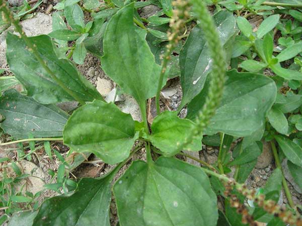 <a href='http://www.fscangbo.com/yaocaizhongzi/2344.html' target='_blank'>車前子種子</a>發(fā)芽出苗圖片