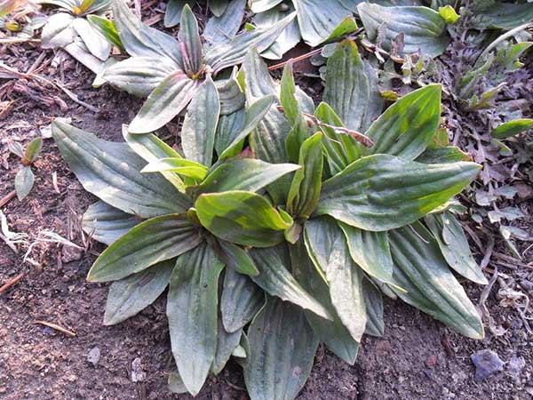 <a href='http://www.fscangbo.com/yaocaizhongzi/2344.html' target='_blank'>車前子種子</a>發(fā)芽出苗圖片