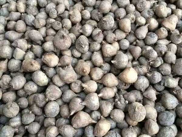 <a href='http://www.fscangbo.com/yaocaizhongzi/2341.html' target='_blank'>半夏種子</a>圖片