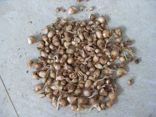 <a href='http://www.fscangbo.com/yaocaizhongzi/2341.html' target='_blank'>半夏</a><a href='http://www.fscangbo.com/' target='_blank'>種子</a>圖片