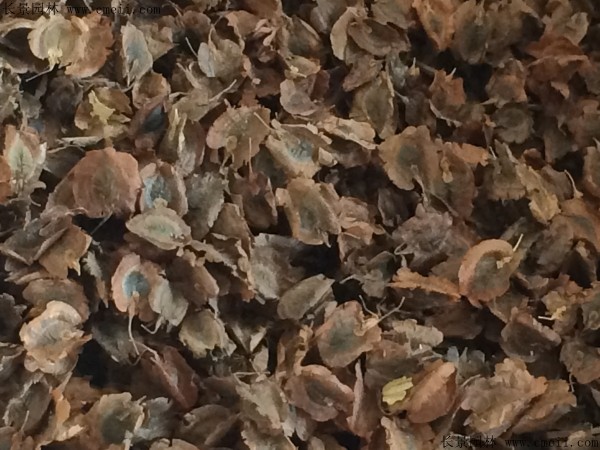 大黃<a href='http://www.fscangbo.com/' target='_blank'>種子</a>圖片