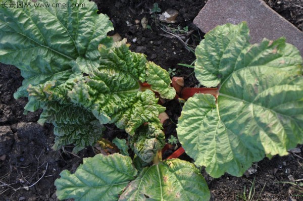 大黃<a href='http://www.fscangbo.com/' target='_blank'>種子</a>發(fā)芽出苗圖片