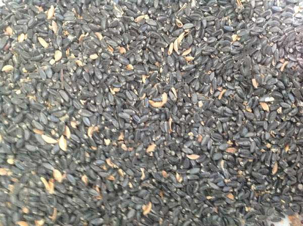 <a href='http://www.fscangbo.com/linmuzhongzi/1764.html' target='_blank'>小葉黃楊種子</a>圖片