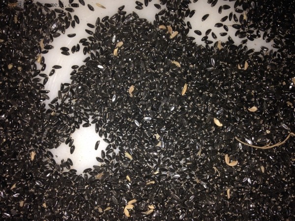 <a href='http://www.fscangbo.com/linmuzhongzi/1764.html' target='_blank'>小葉黃楊</a><a href='http://www.fscangbo.com/' target='_blank'>種子</a>圖片