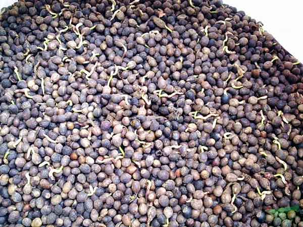 <a href='http://www.fscangbo.com/linmuzhongzi/1724.html' target='_blank'>紅豆杉</a><a href='http://www.fscangbo.com/' target='_blank'>種子</a><a href='http://www.fscangbo.com/shichangjiage/21353.html' target='_blank'>催芽</a>出芽圖片