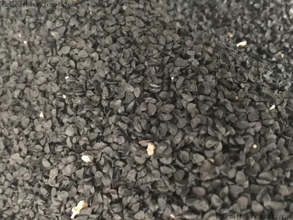 <a href='http://www.fscangbo.com/caohuazhongzi/1039.html' target='_blank'>大花蔥</a><a href='http://www.fscangbo.com/' target='_blank'>種子</a>圖片