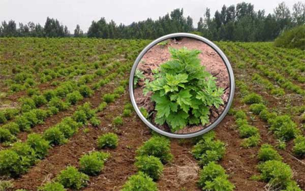 艾草<a href='http://www.fscangbo.com/' target='_blank'>種子</a>發(fā)芽出苗圖片 艾草種子發(fā)芽出苗圖片