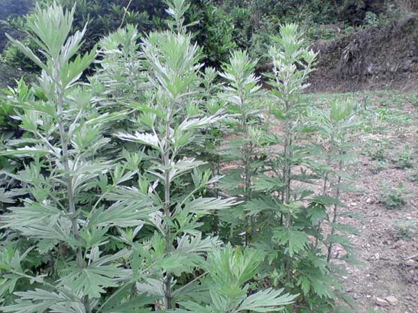 <a href='http://www.fscangbo.com/caohuazhongzi/1019.html' target='_blank'>艾草種子</a>發(fā)芽出苗圖片 艾草<a href='http://www.fscangbo.com/' target='_blank'>種子</a>發(fā)芽出苗圖片