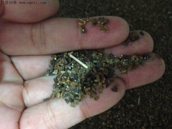 <a href='http://www.fscangbo.com/caohuazhongzi/1019.html' target='_blank'>艾草種子</a>圖片 <a href='http://www.fscangbo.com/caohuazhongzi/1019.html' target='_blank'>艾草種子</a>圖片