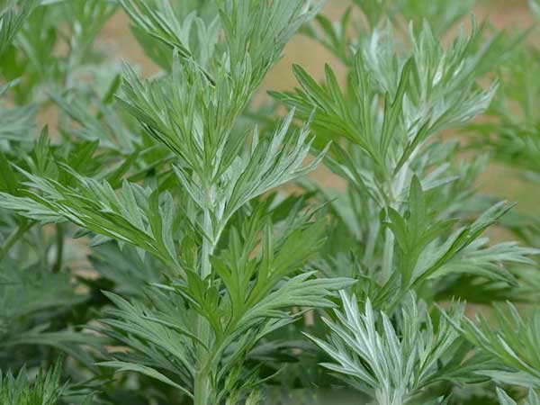 艾草<a href='http://www.fscangbo.com/' target='_blank'>種子</a>發(fā)芽出苗圖片 <a href='http://www.fscangbo.com/caohuazhongzi/1019.html' target='_blank'>艾草種子</a>發(fā)芽出苗圖片