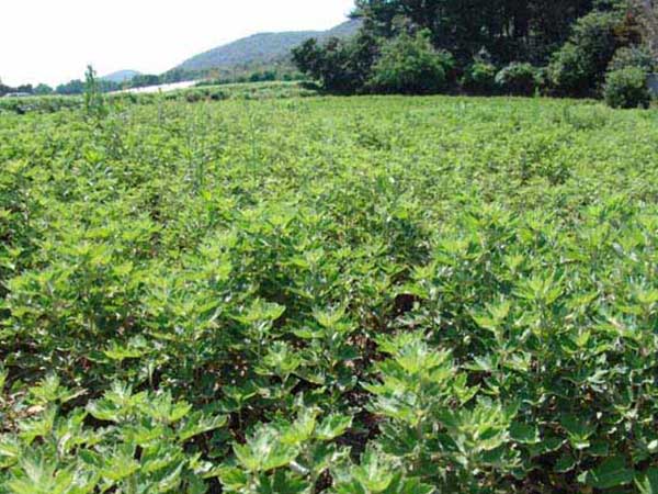 艾草種子發(fā)芽出苗圖片 艾草種子發(fā)芽出苗圖片