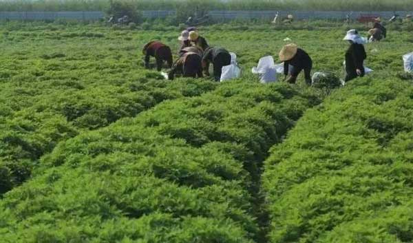 艾草種子發(fā)芽出苗圖片 艾草種子發(fā)芽出苗圖片