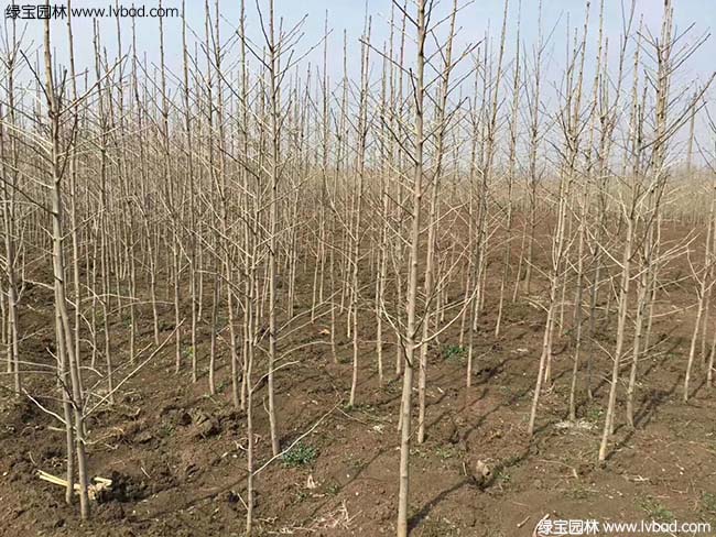 銀<a href='http://www.fscangbo.com/guoshuzhongzi/2123.html' target='_blank'>杏樹</a>圖片種植基地