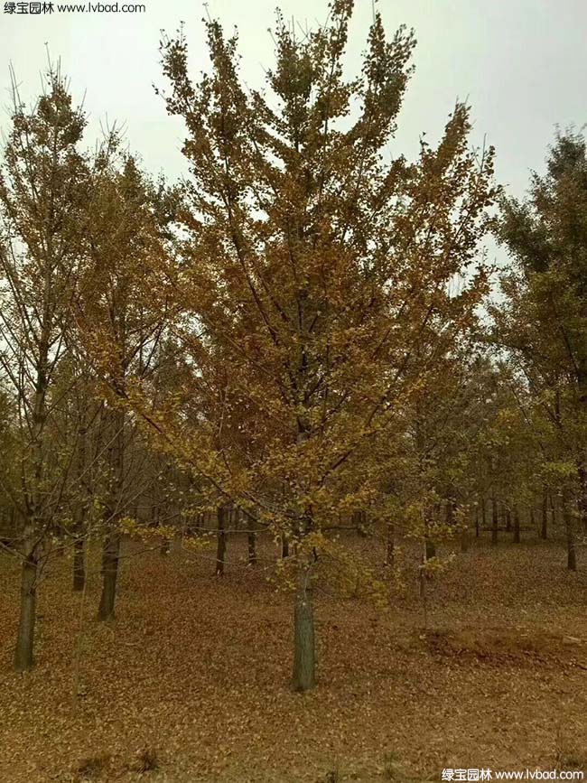 <a href='http://www.fscangbo.com/linmuzhongzi/1778.html' target='_blank'>銀杏</a>樹圖片種植基地