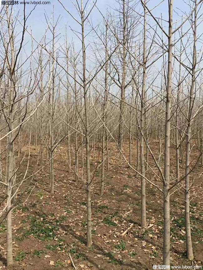 <a href='http://www.fscangbo.com/xingdaoshu/3594.html' target='_blank'>銀杏樹</a>圖片種植基地