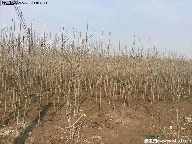 <a href='http://www.fscangbo.com/linmuzhongzi/1778.html' target='_blank'>銀杏</a>樹圖片種植基地