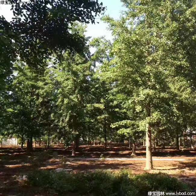 銀杏樹圖片種植基地