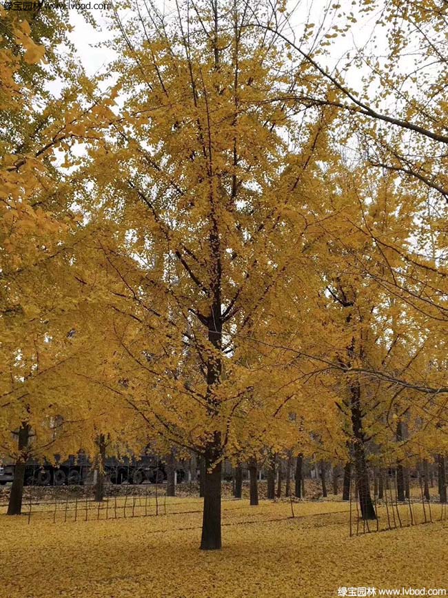 銀杏樹圖片種植基地