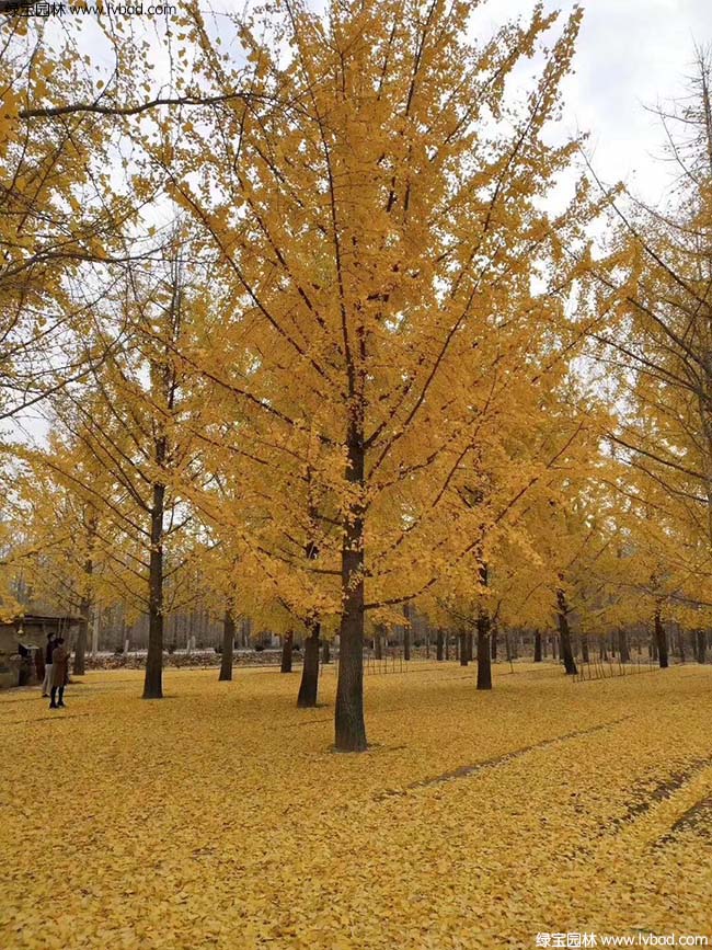 銀杏樹圖片種植基地