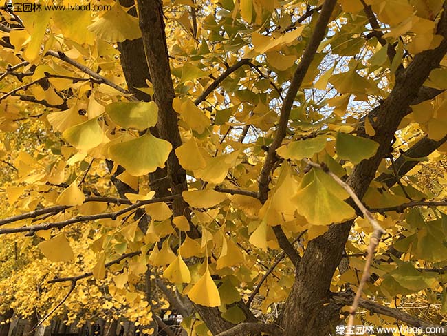 銀杏樹圖片種植基地