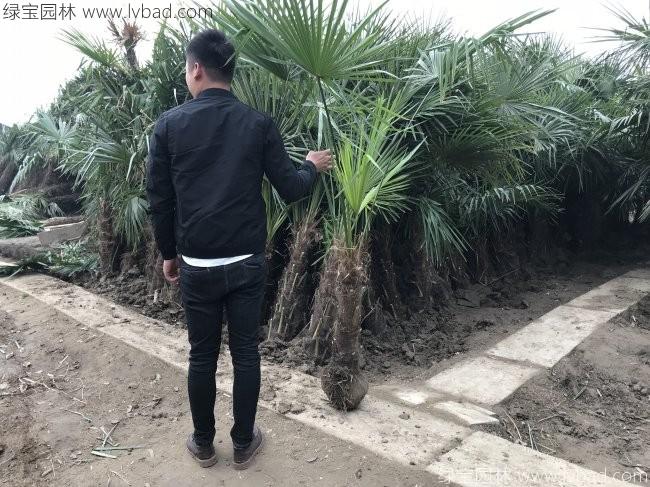 <a href='http://www.fscangbo.com/xingdaoshu/3596.html' target='_blank'>棕櫚樹</a>