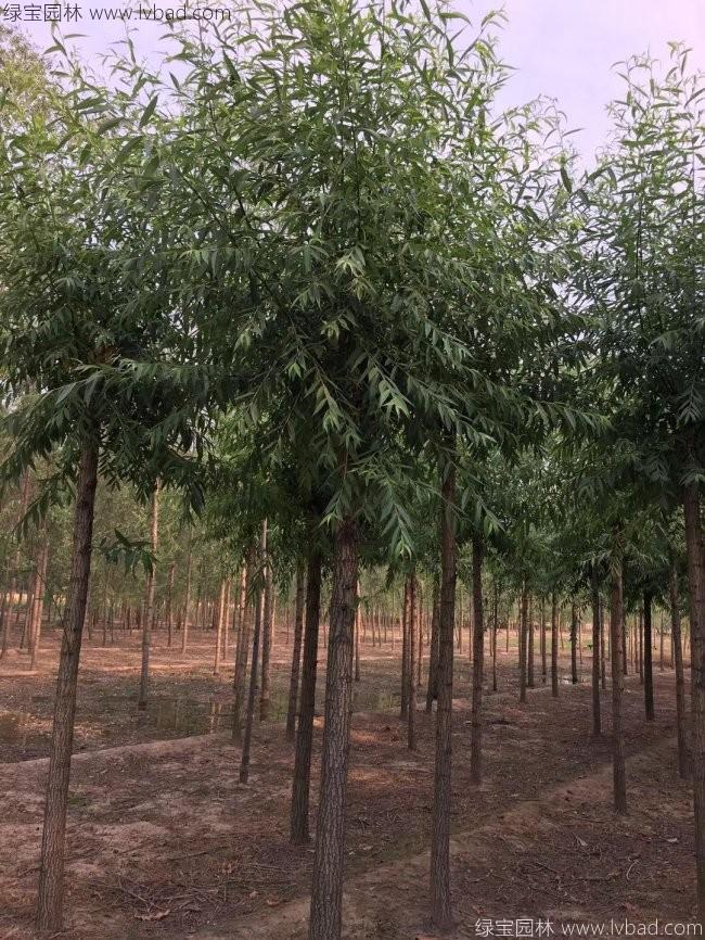 柳樹圖片苗圃種植基地