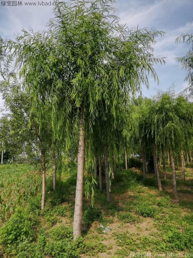 柳樹圖片苗圃種植基地
