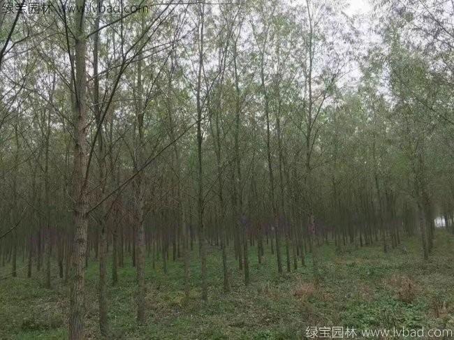 柳樹圖片苗圃種植基地