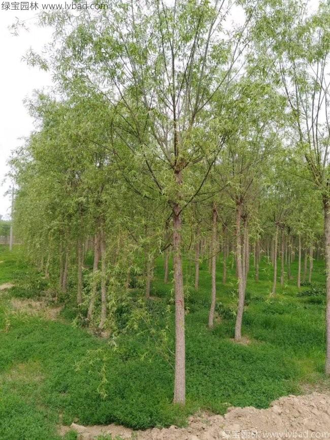 柳樹圖片苗圃種植基地
