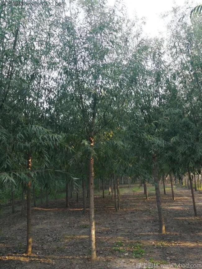 柳樹圖片苗圃種植基地