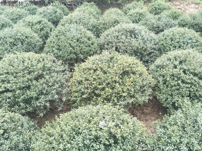 <a href='http://www.fscangbo.com/qiuleizhiwu/3600.html' target='_blank'>龜甲冬青球</a>