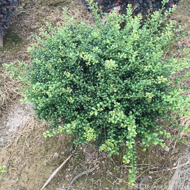 <a href='http://www.fscangbo.com/dibeiguanmu/3351.html' target='_blank'>龜甲冬青</a>球