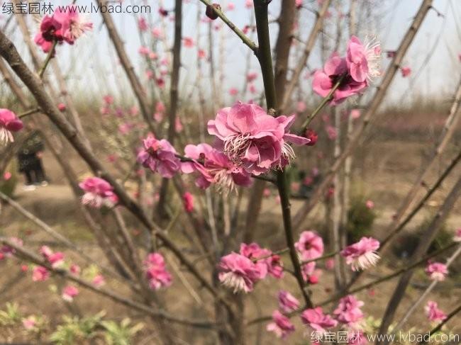 紅梅花紅梅樹苗木植物
